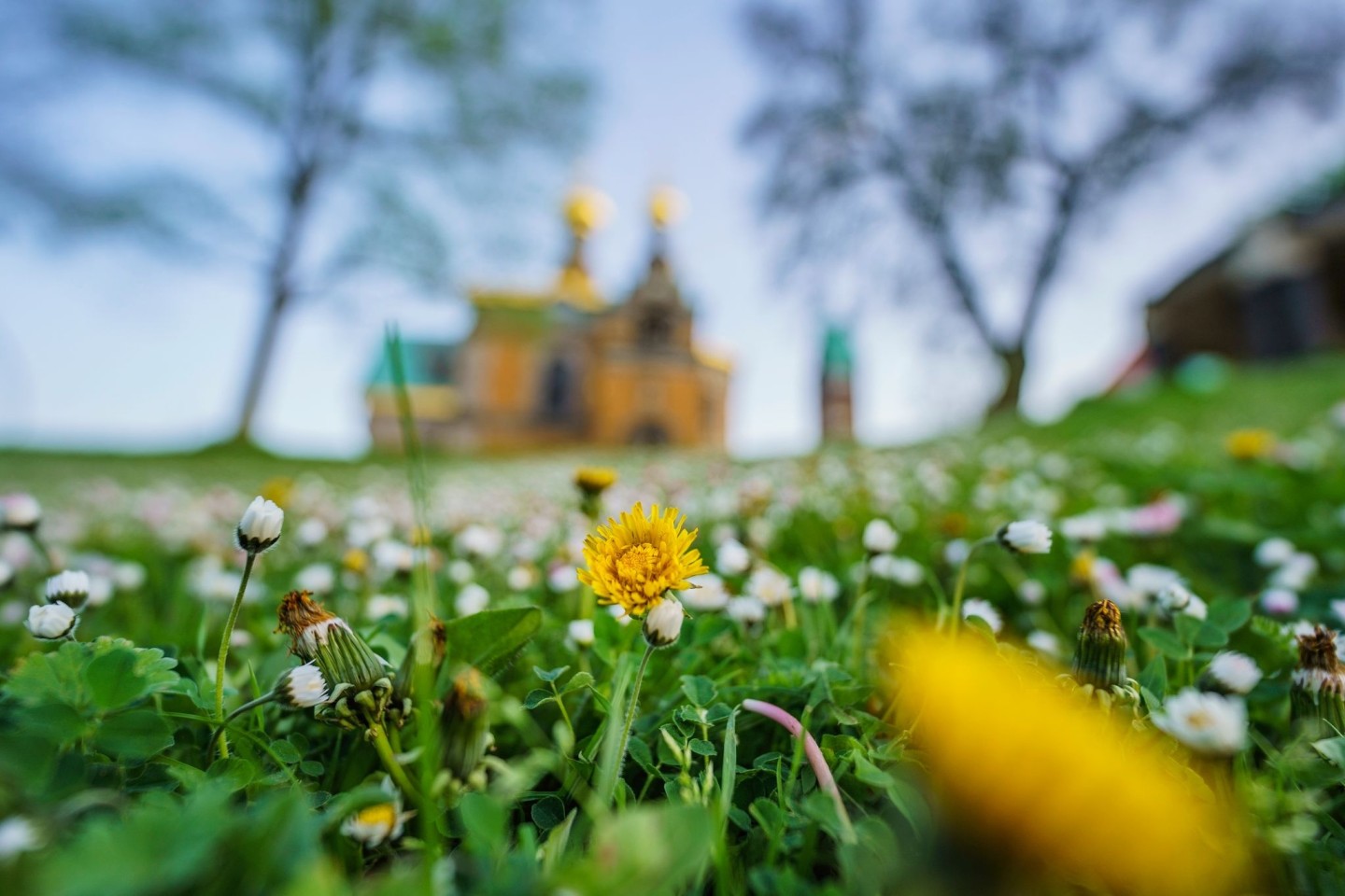 Gänseblümchen und Löwenzahn auf einer Wiese vor der russische Kapelle auf der Mathildenhöhe in Darmstadt.