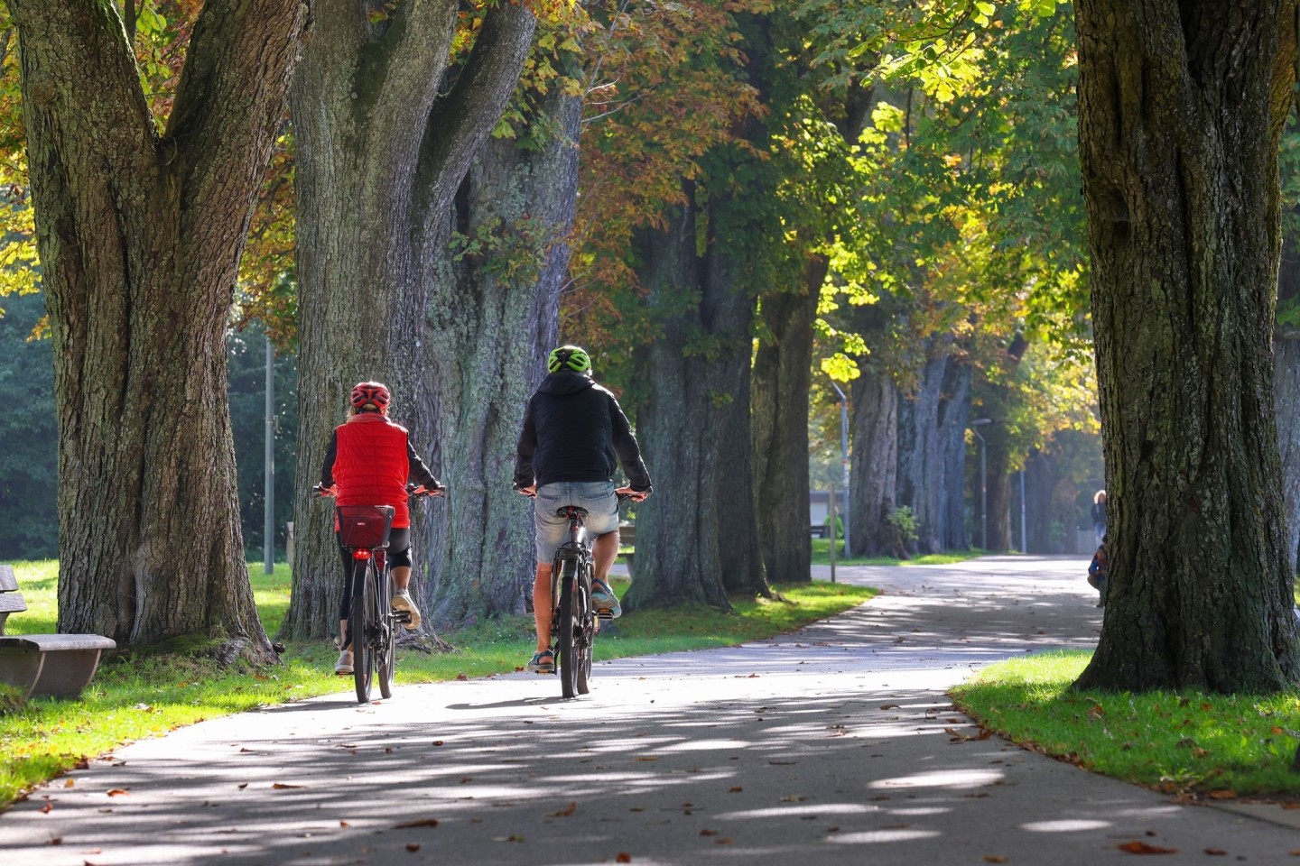 Ein Mann und eine Frau fahren bei Sonnenschein mit ihren Rädern entlang einer Allee.