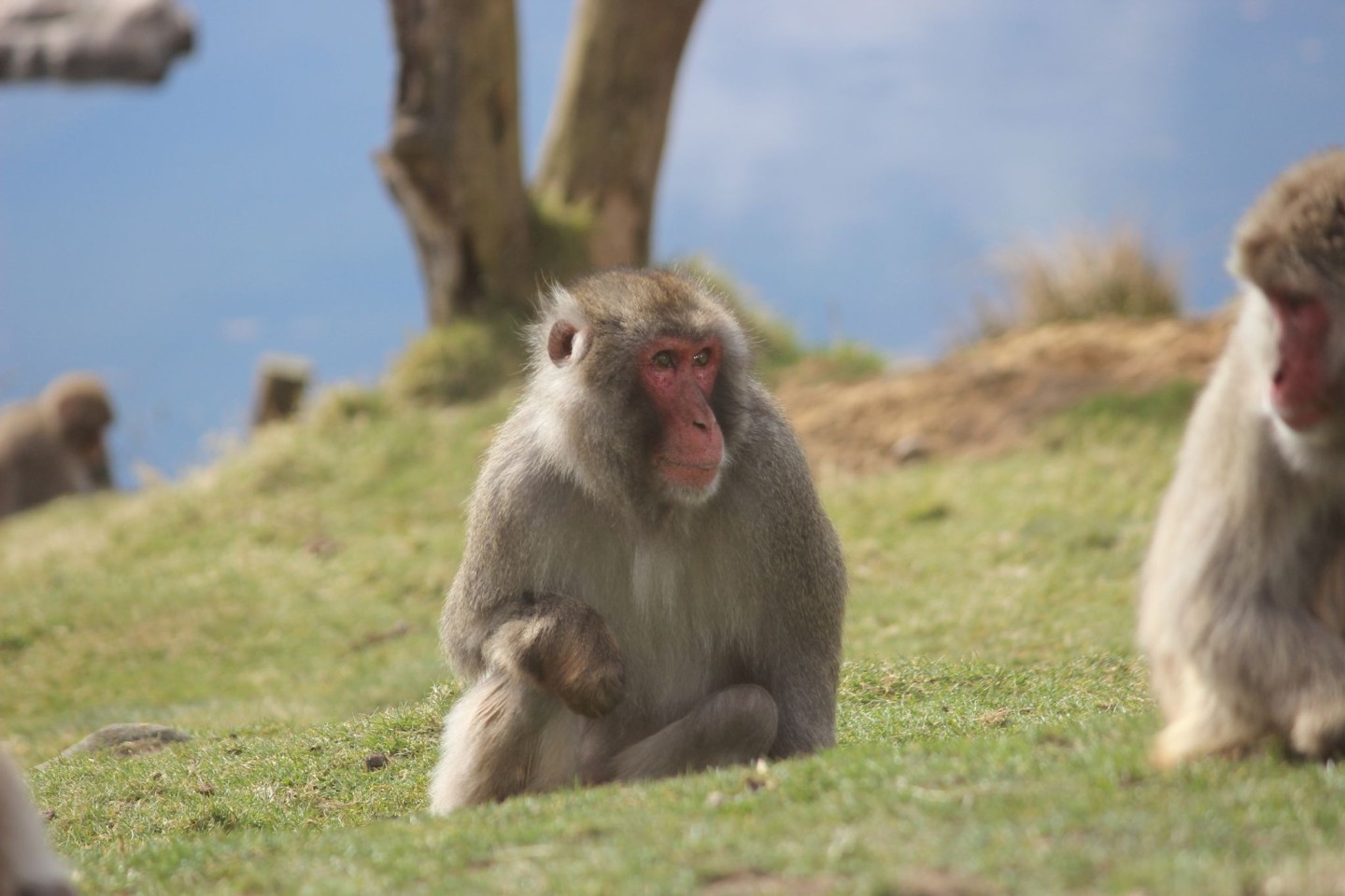 Ein Japanmakak (Macaca fuscata) ist dem Highland Wildlife Park entwischt.