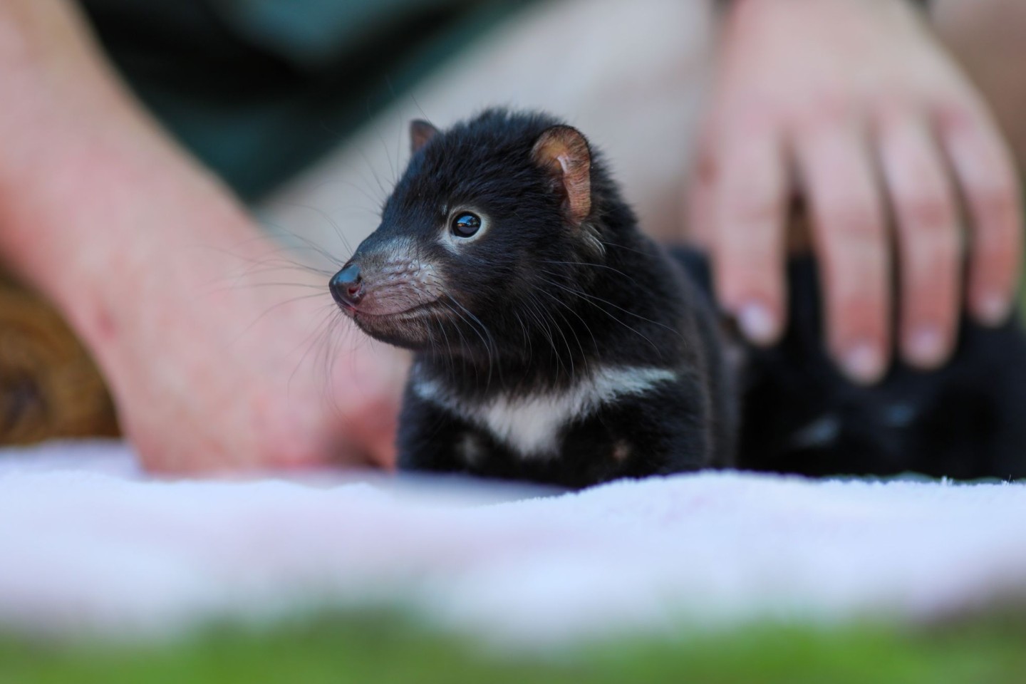 Der Beutelteufel Violet: Im Rahmen des Zuchtprogramms der Tierschutzorganisation Aussie Ark sind zahlreiche niedliche Jungtiere geboren.