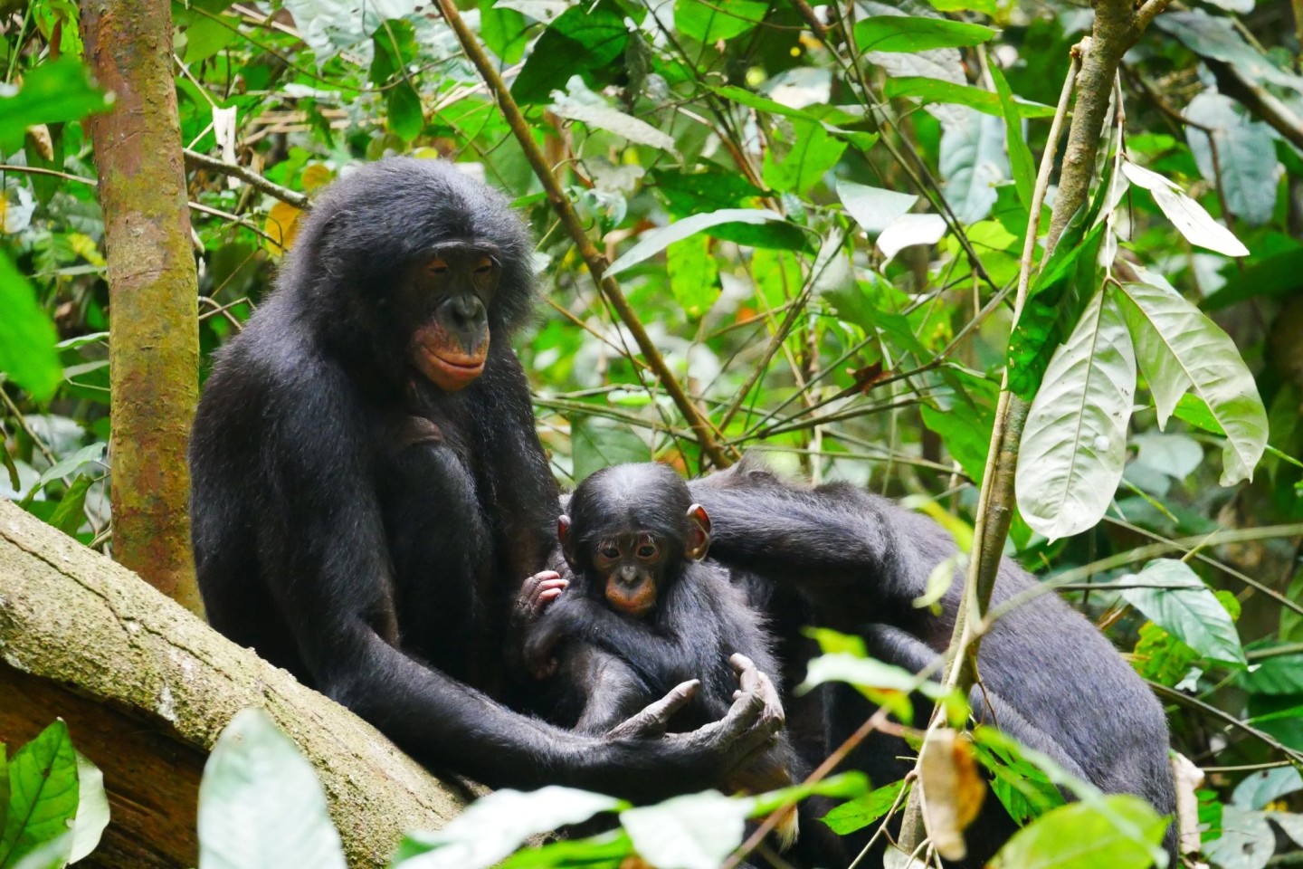 Bonobos (Pan paniscus) sind die nächsten lebenden Verwandten des Menschen.