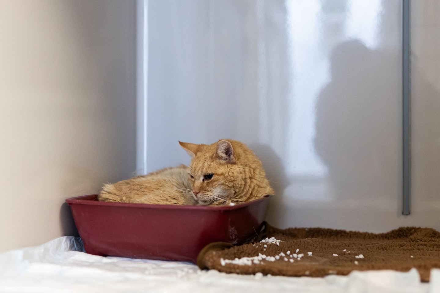 Der Kater «Sunshine» liegt in einer Plastikschale auf der Katzenquarantäne-Station im Tierheim Burgdorf.