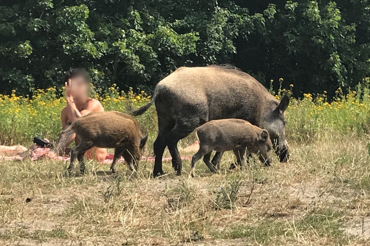 Da war der Badegast ziemlich überrascht: Ein Wildschwein mit seinem Nachwuchs auf einer Badewiese am Teufelssee im Berliner Grunewald.