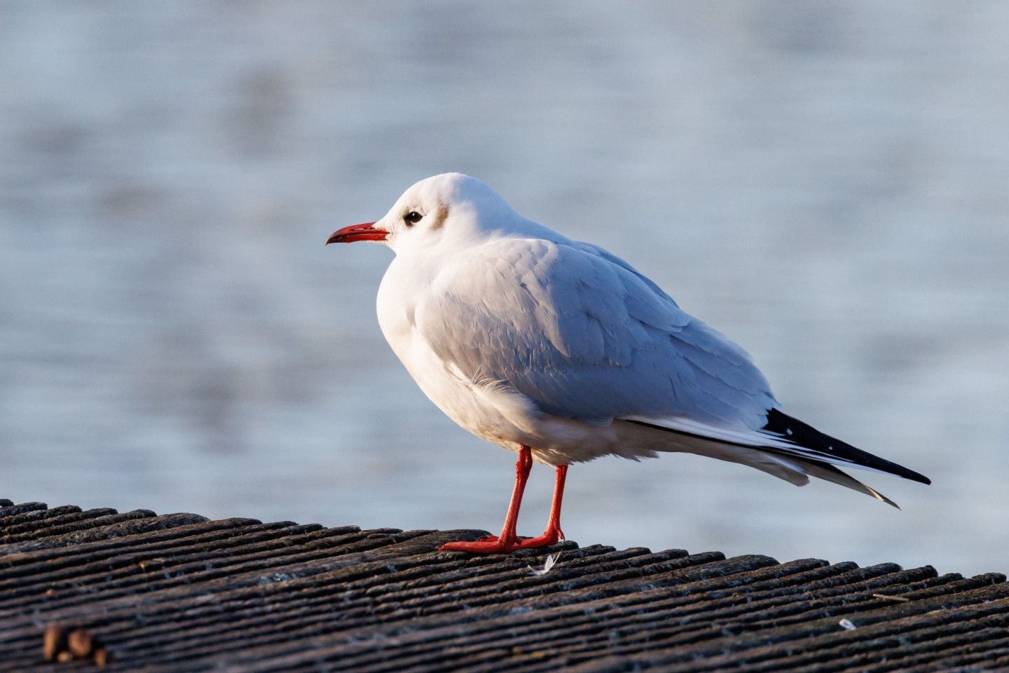 Der Ruf der Lachmöwe (Chroicocephalus ridibundus) klingt wie Gelächter, daher auch der Name.