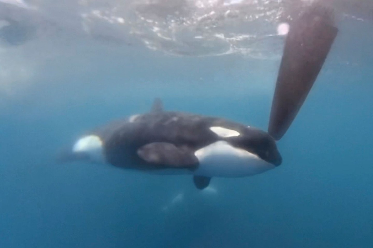 Auf einem Videobild bewegt sich ein Orca an einem Ruder der Hochsee-Segelyacht des Teams JAJO, das am Ocean Race 2023 im Juni teilnimmt.