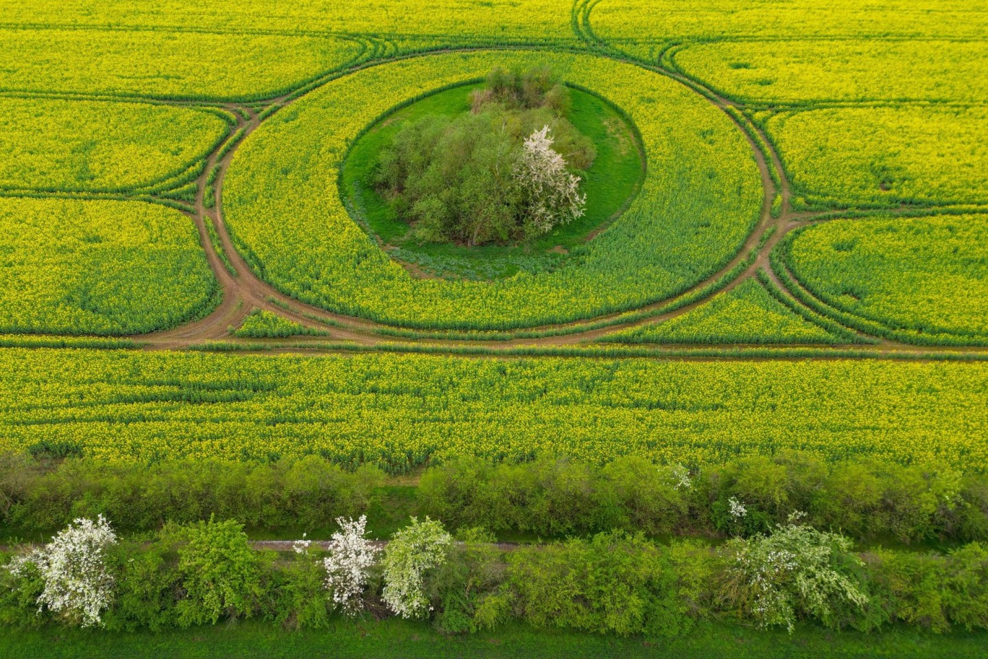 Ein Rapsfeld im Osten von Brandenburg: «Ein kurzer Ausblick auf das kommende Wochenende verspricht im Süden freundliches, teils auch sonniges Wetter», so Meteorologen.