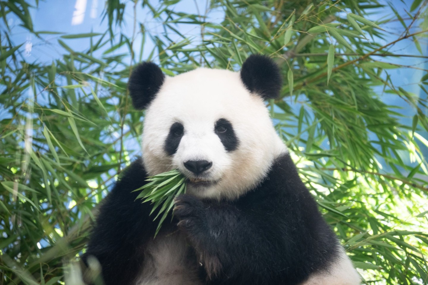 Sie ist trächtig: Pandaweibchen Meng Meng ist mit Zwillingen schwanger.