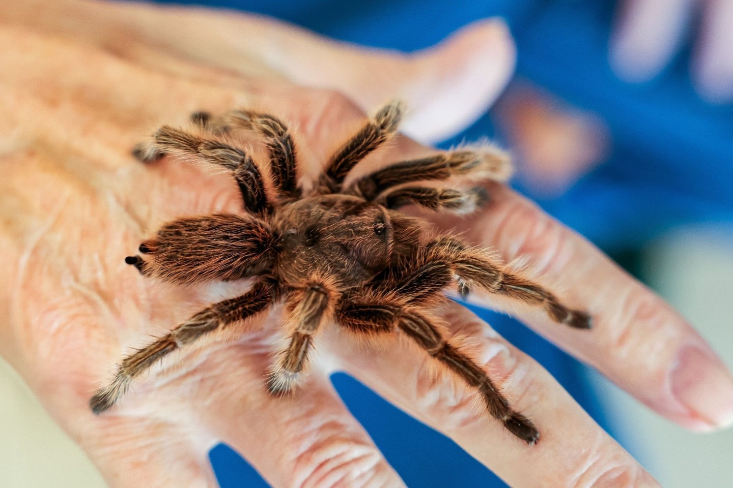 Das braucht Mut: Ein Senior lässt eine Vogelspinne im Senioren- und Therapiezentrum in Barsbüttel über seine Hand laufen.