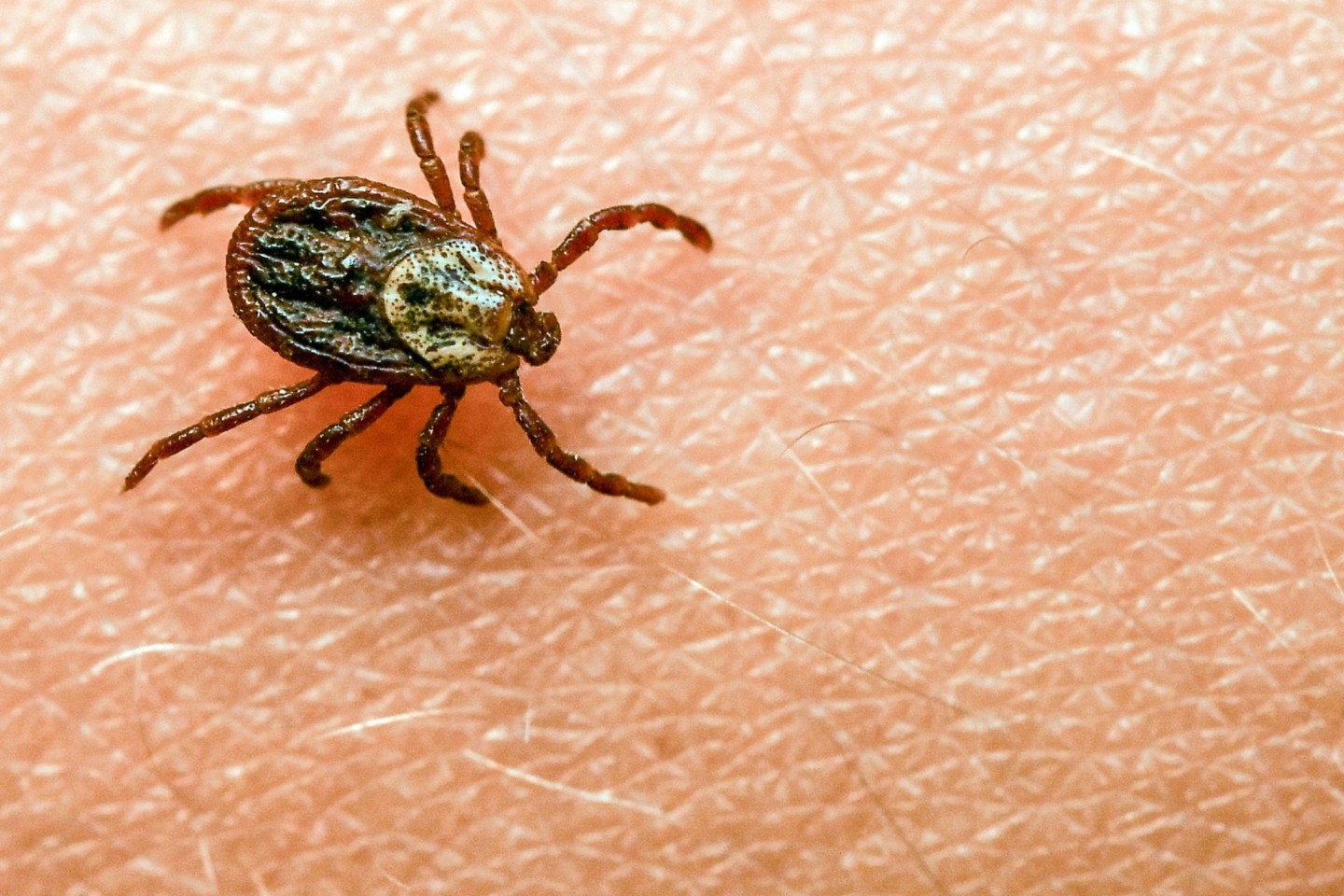 Am häufigsten kommt in Deutschland der Gemeine Holzbock (Ixodes ricinus) als Zeckenart vor.