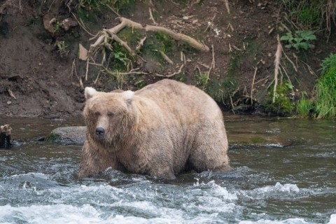 «Fat Bear»-Wahl in Alaska - Wer siegt als dickster Braunbär?