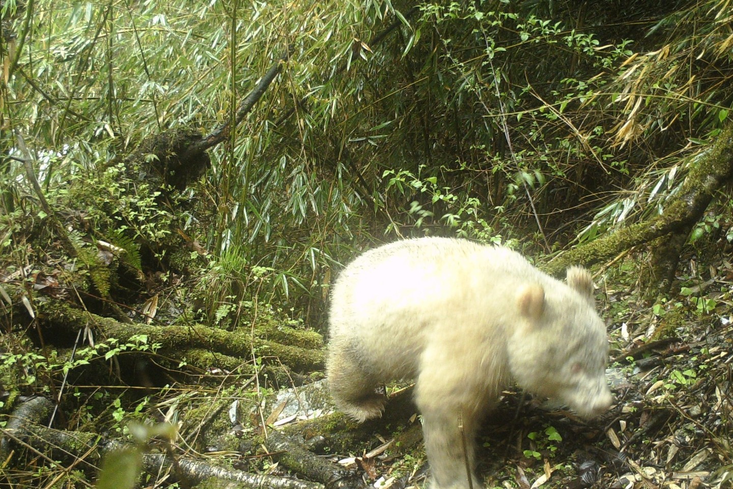 Dieses Infrarotkamerabild, aufgenommen mit einer Fotofalle, zeigt den Albino-Panda in der südwestchinesischen Provinz Sichuan.