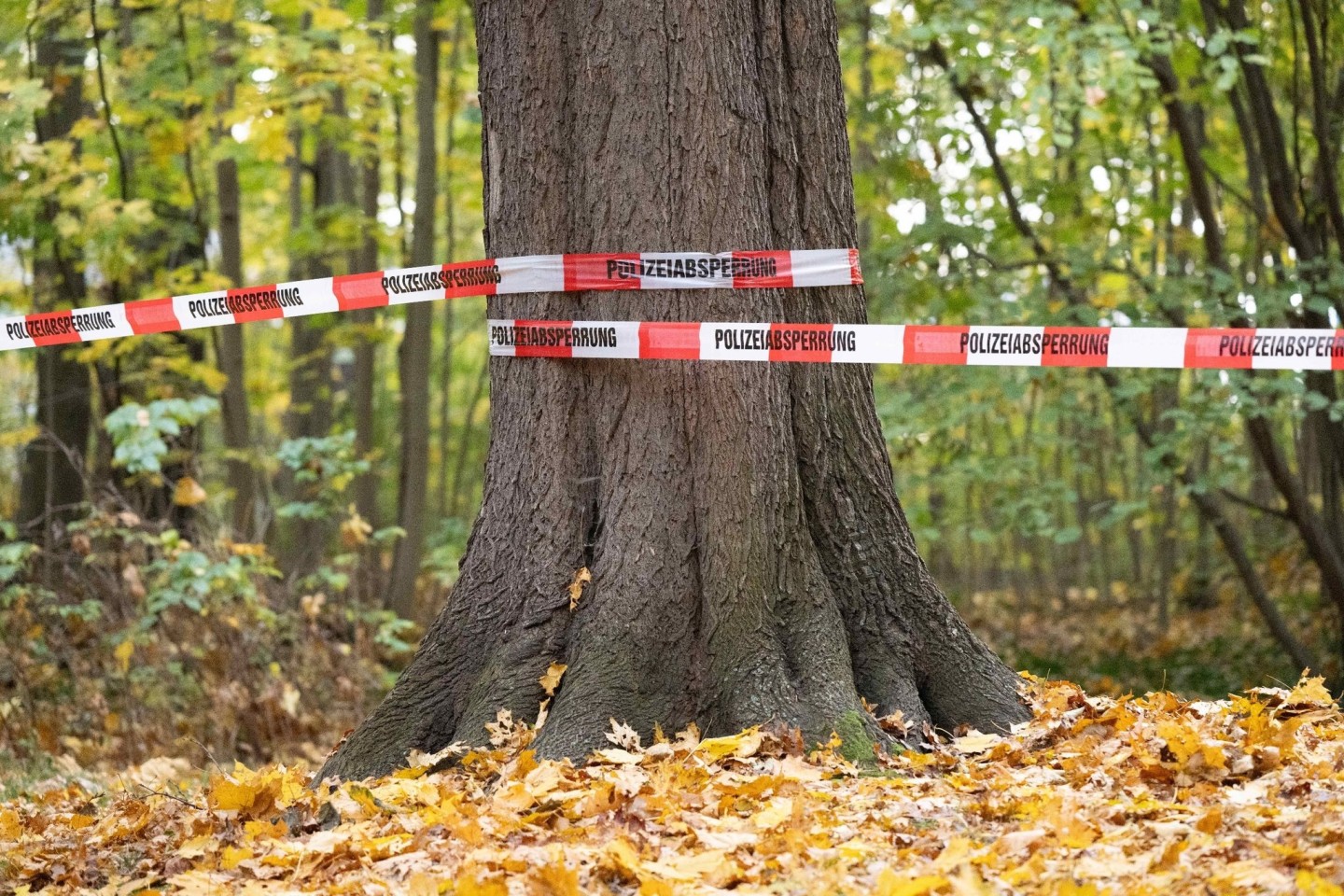 Absperrband der Polizei: Rund 180 Beamte der Bereitschaftspolizei durchkämmten den Wald.