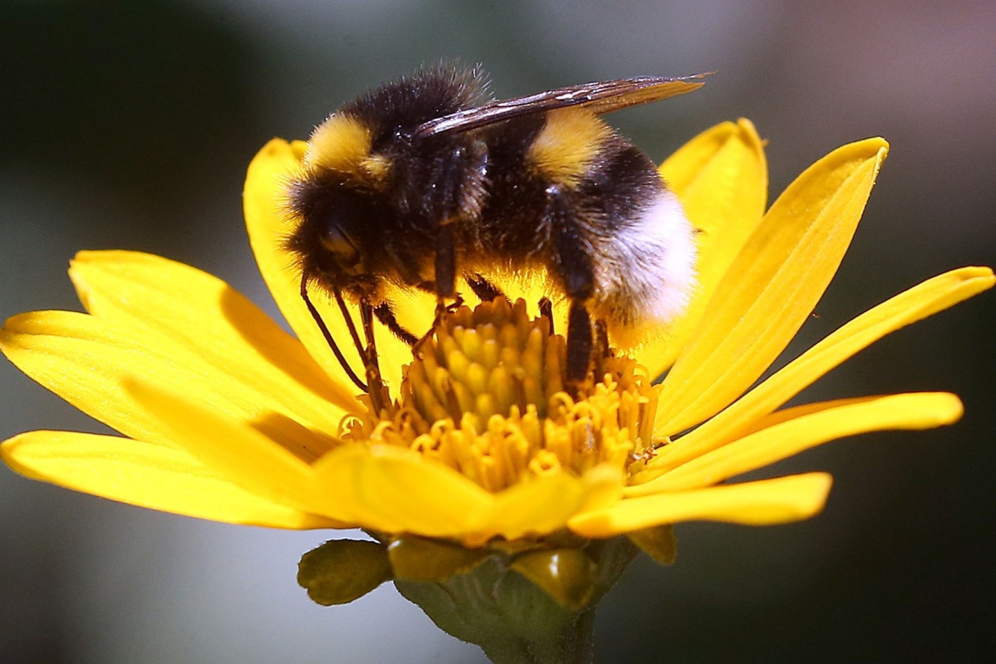 Nektar sammeln für den Wintervorrat: Eine Erdhummel auf der Blüte einer Stauden-Sonnenblume.