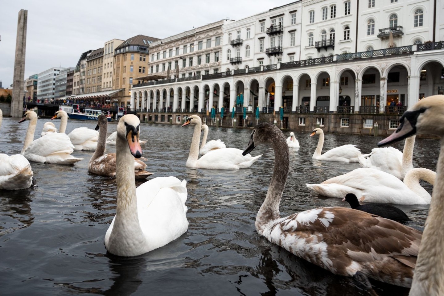 Schwäne schwimmen in einer Schleuse der Alster. Hamburgs Alsterschwäne kommen in ihr Winterquartier.