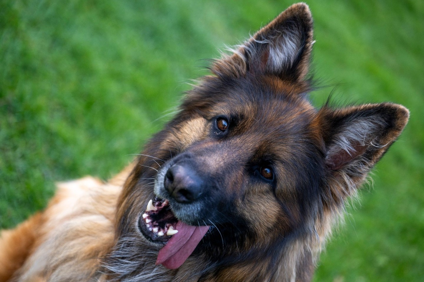 Ein Deutscher Schäferhund auf dem Übungsplatz des Schäferhundvereins Lauingen.