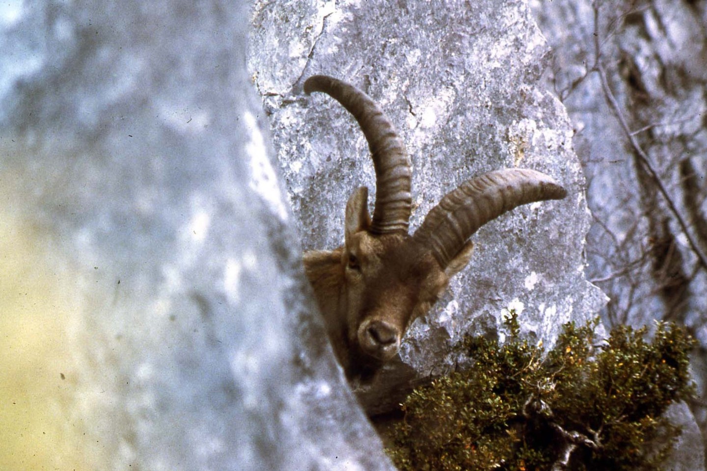 Ausgestorben: Der Pyrenäensteinbock konnte mithilfe von Gentechnik kurzzeitig wiederauferstehen.