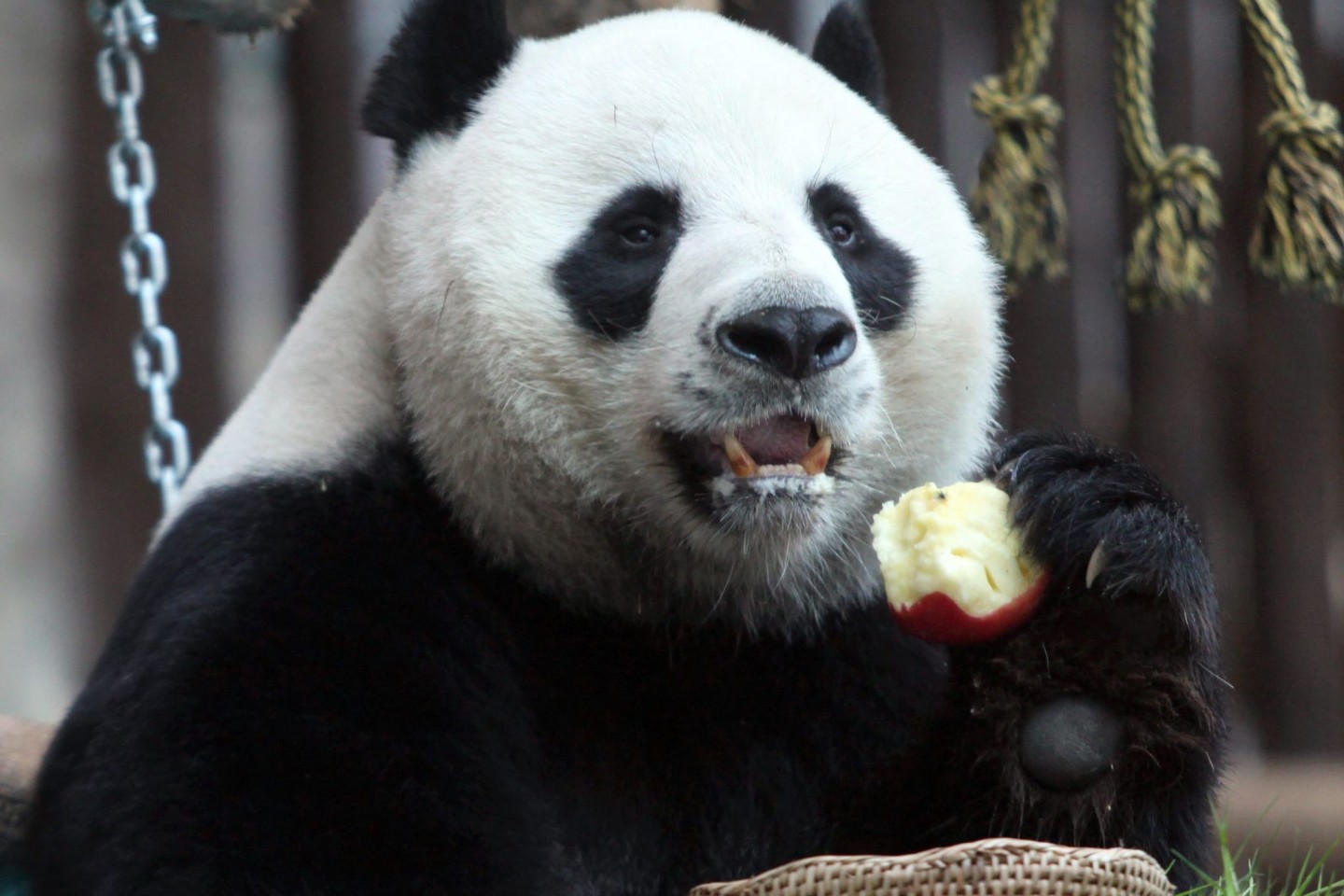 Der Panda Chuang Chuang im August 2010 im Chiang Mai Zoo.