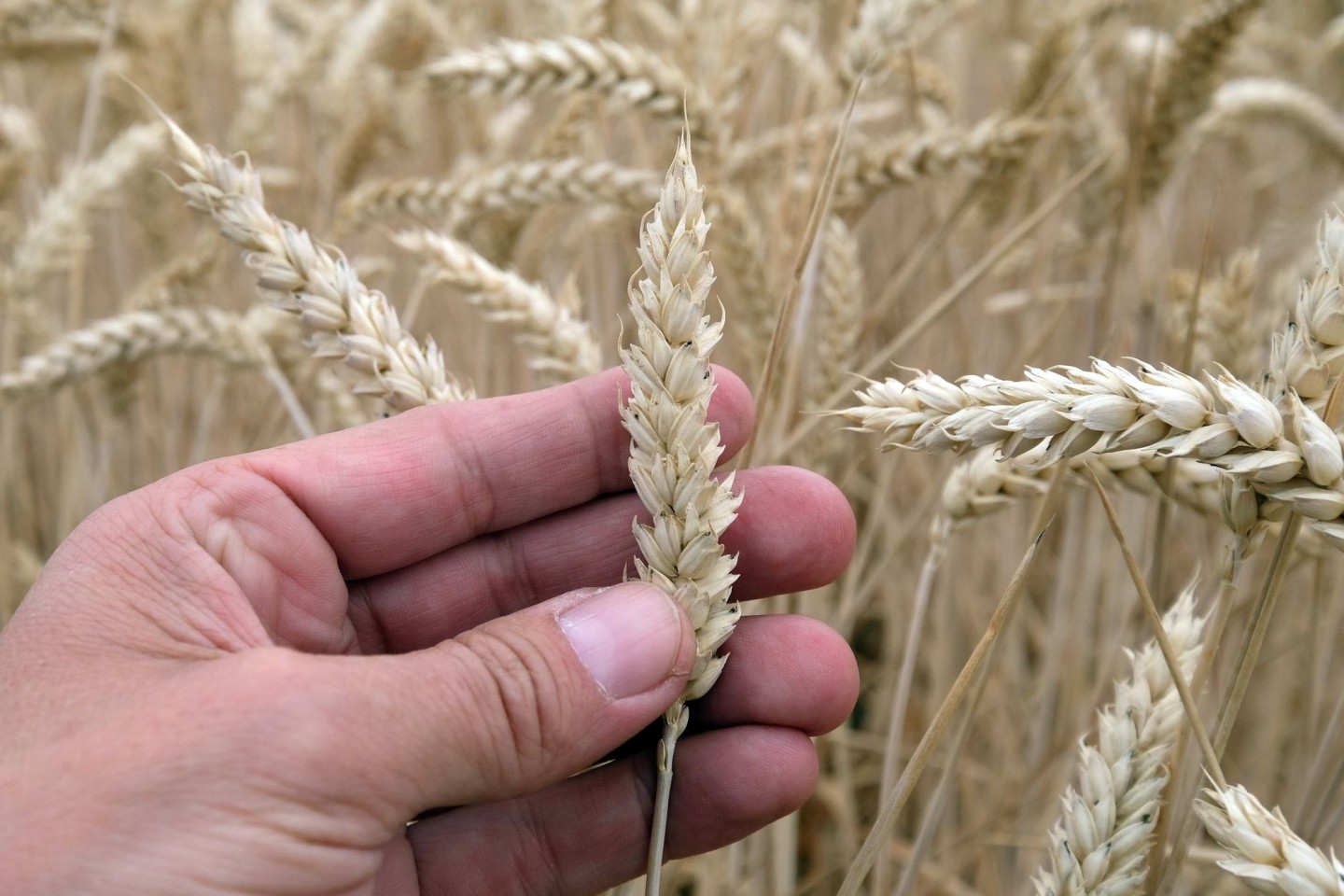 Gentechnik in Lebensmitteln: EU-Kommission plant deutliche Lockerung.