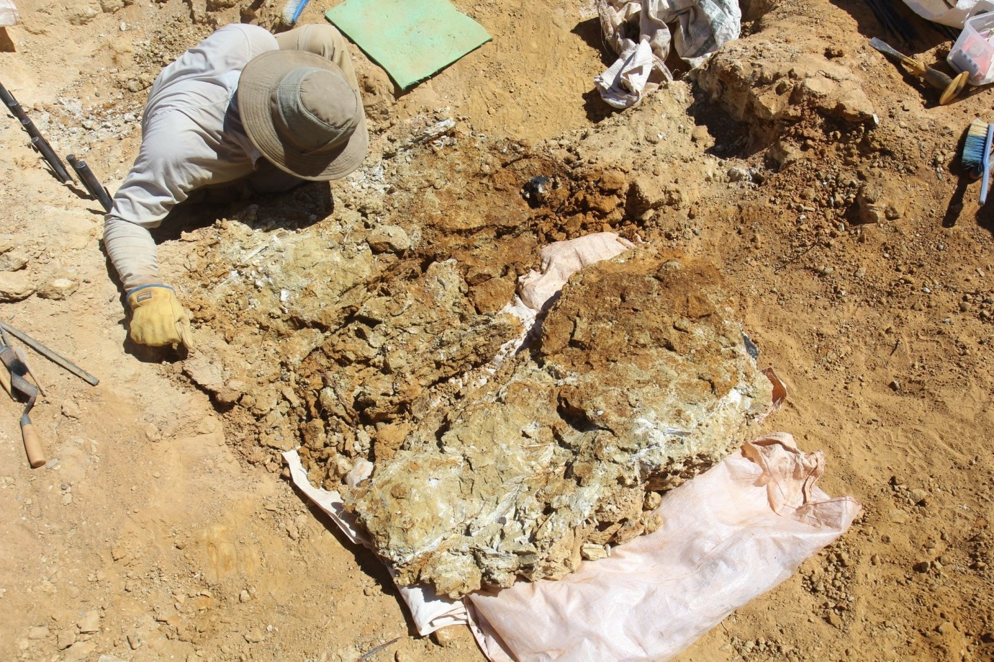 Fossile Zähne wurden 100 Kilometer südlich von Alice Springs in der Region Northern Territory gefunden.