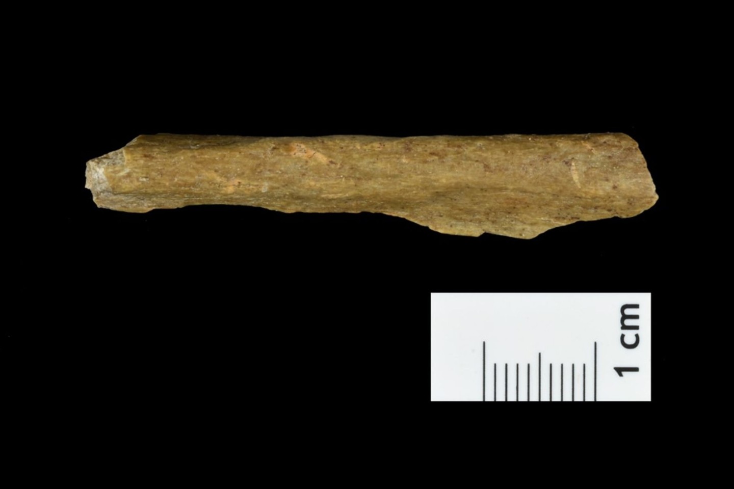 Es wurden Knochenreste gefunden, deren DNA eindeutig vom Homo sapiens stammt.