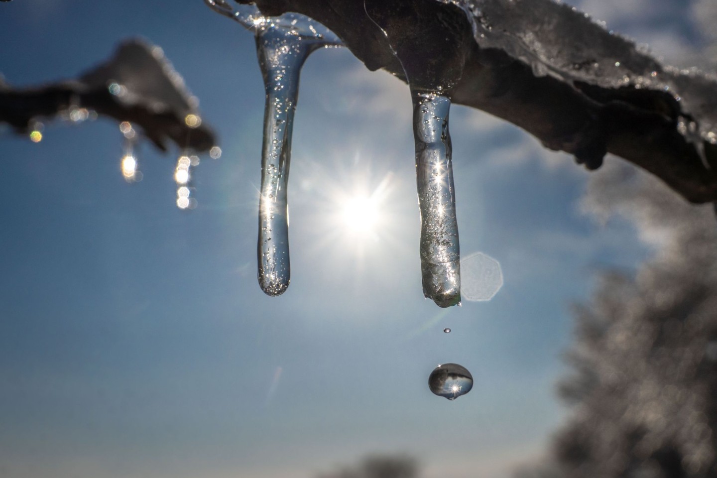 Winterwetter in Frankfurt: Die Sonne lässt die Eisschicht auf den Bäumen schmelzen.