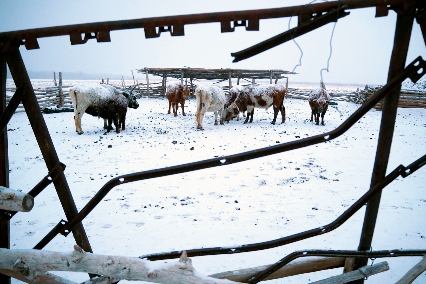 Die Mongolei wurde von einem extremen Wintereinbruch heimgesucht, dem viele Tiere zum Opfer fielen.