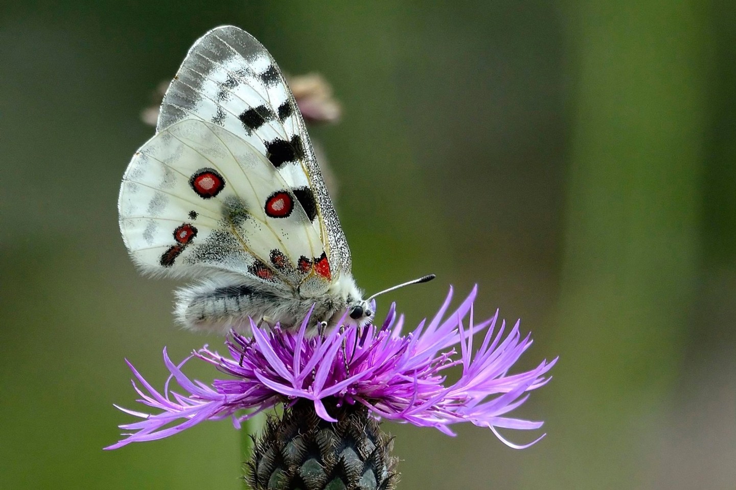 Ein Mosel-Apollofalter (Männchen) auf einer Flockenblume.