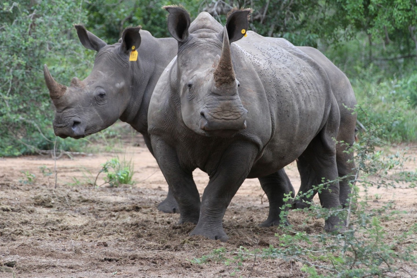 Zwei Breitmaulnashörner in einem Naturschutzgebiet in Südafrikas KwaZulu-Natal Provinz.