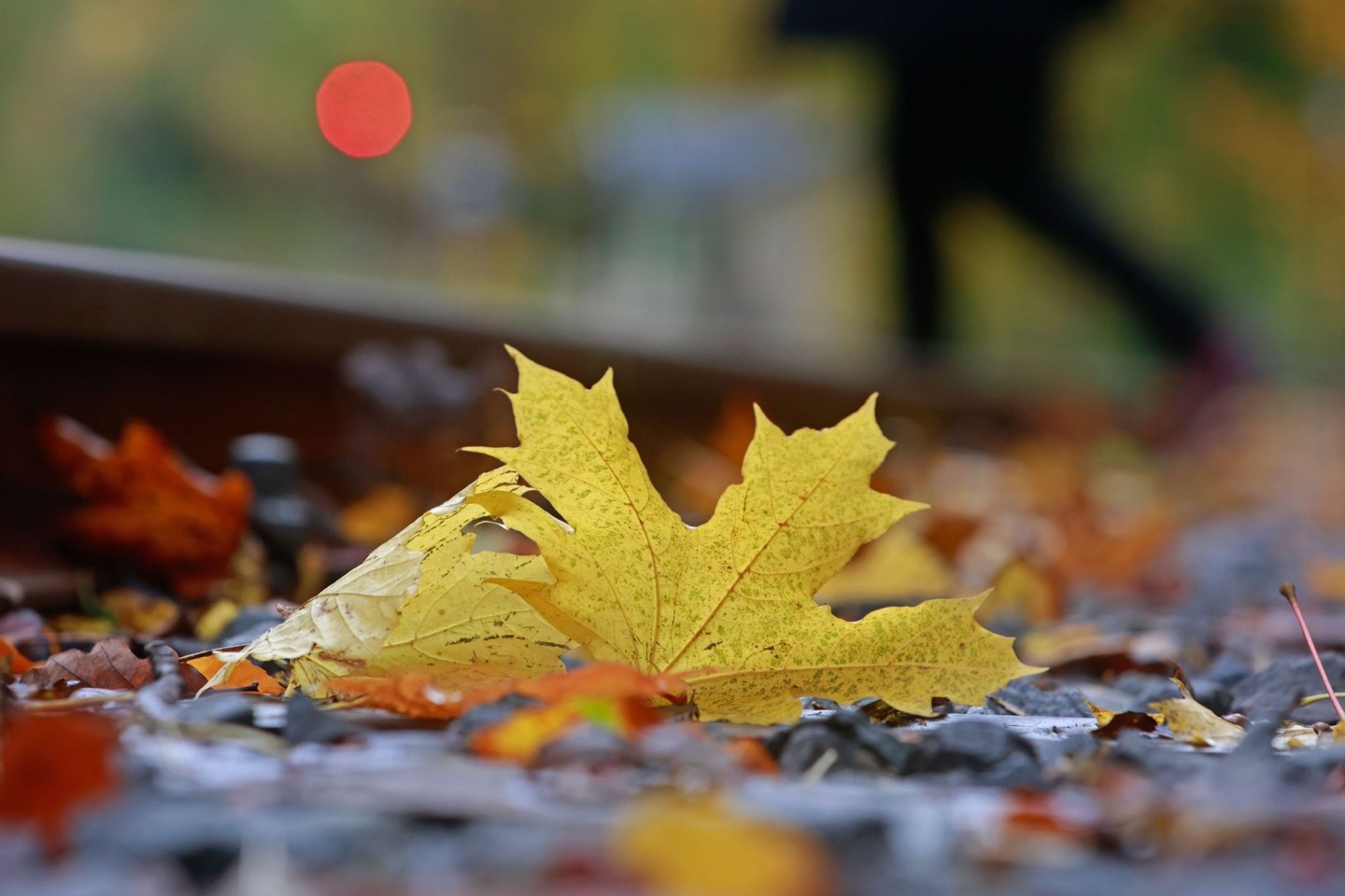 Farbenfroh - aber auch rekordverdächtig bei Niederschlägen und Temperaturen: So lässt sich der Oktober in Deutschland zusammenfassen.