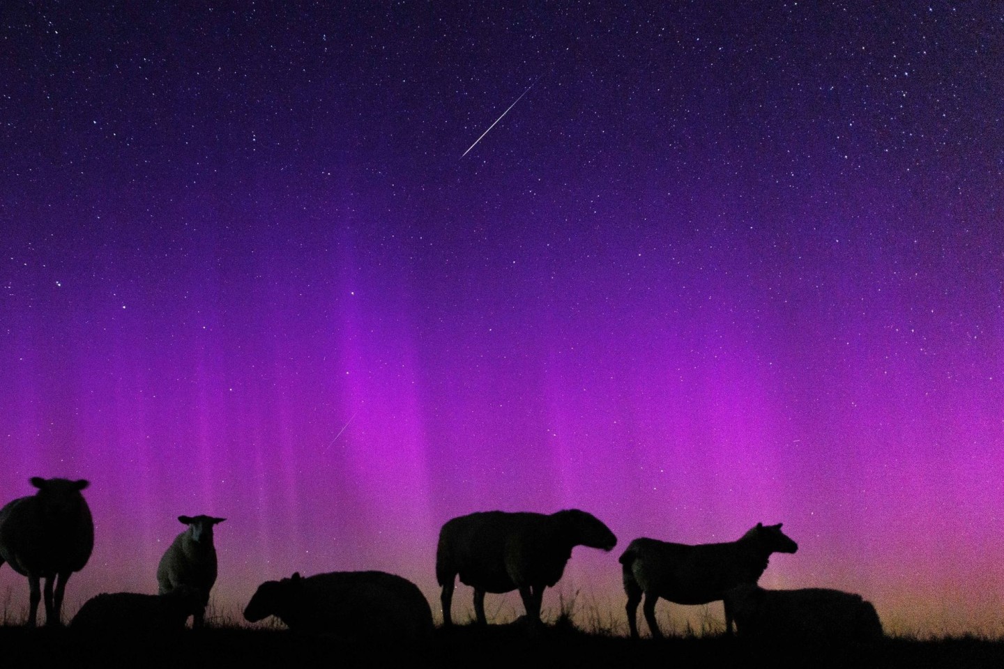 Schafe stehen auf einem Deich zur Nordsee in Ostfriesland unter Polarlichtern, während eine Sternschnuppe am Nachthimmmel verglüht.