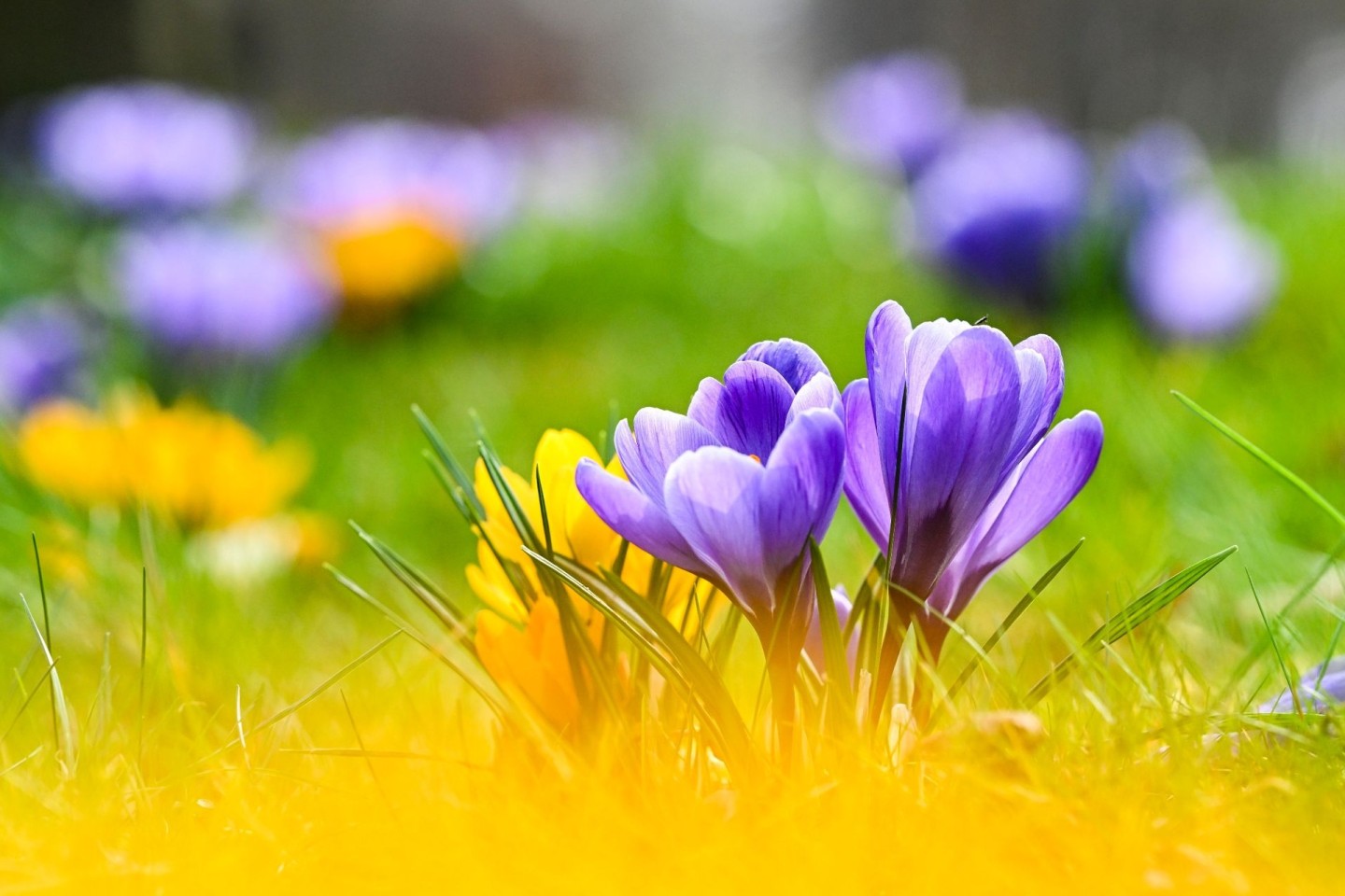 Blühende Krokusse und Sonne zum Frühlingsstart.