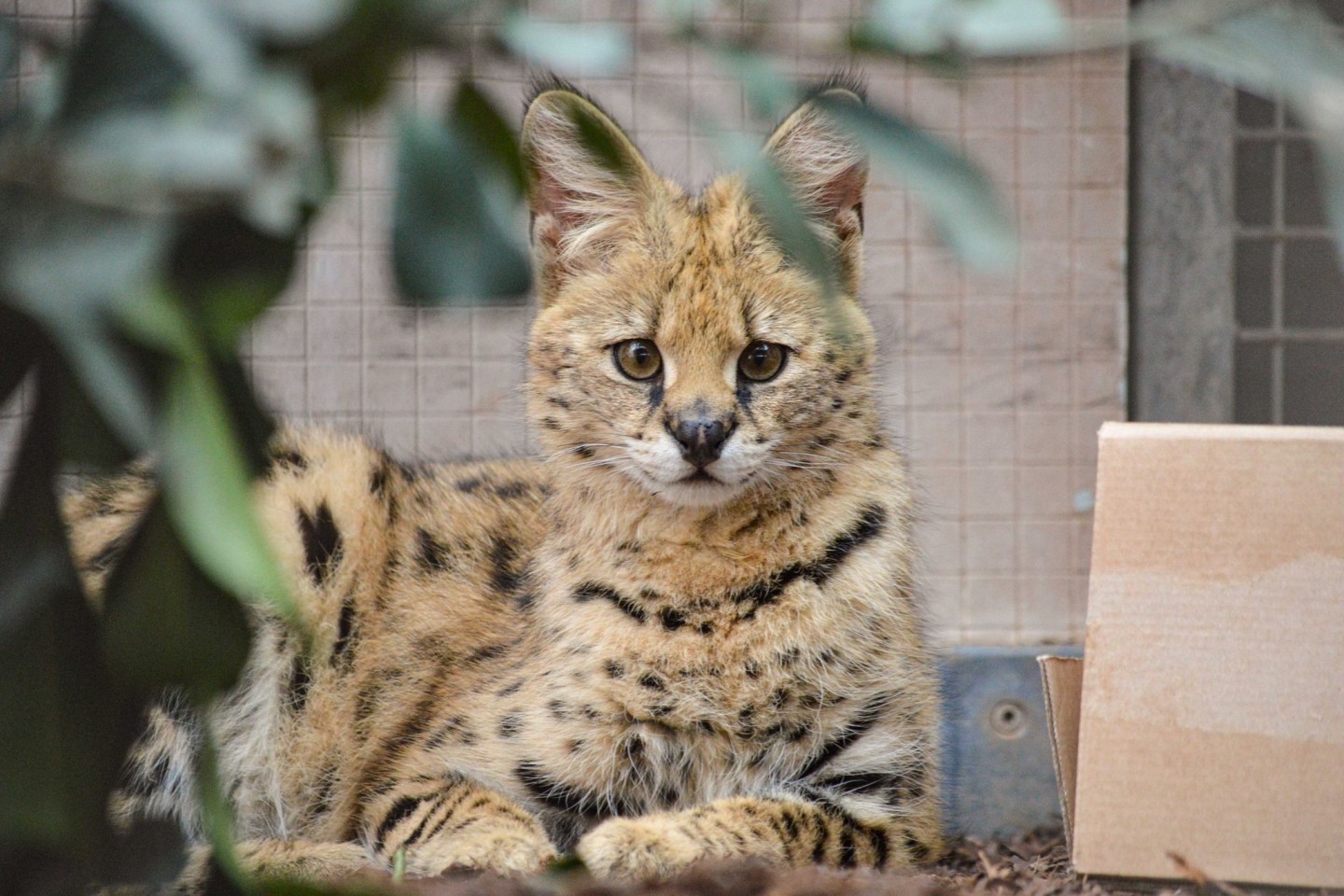 Der Serval ist eine afrikanische Raubkatze.