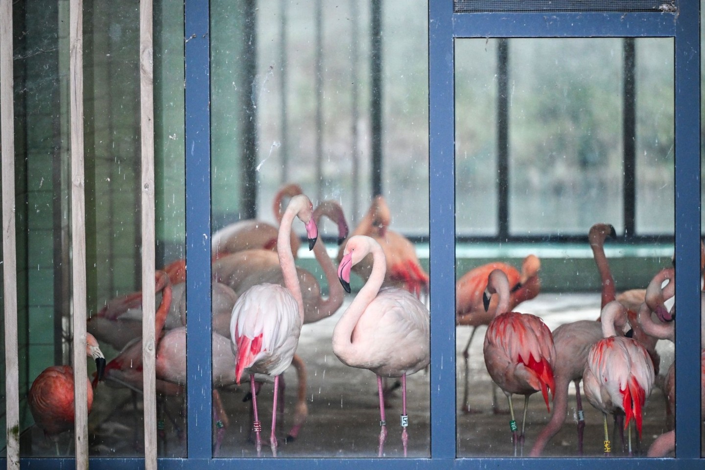 Die Flamingos im Zoo Berlin sind während der aktuellen Minusgrade in einem Stall untergebracht. Mit ihren grazilen Beinen könnten sich die Tiere an scharfkantigem Eis Verletzungen zuziehen...