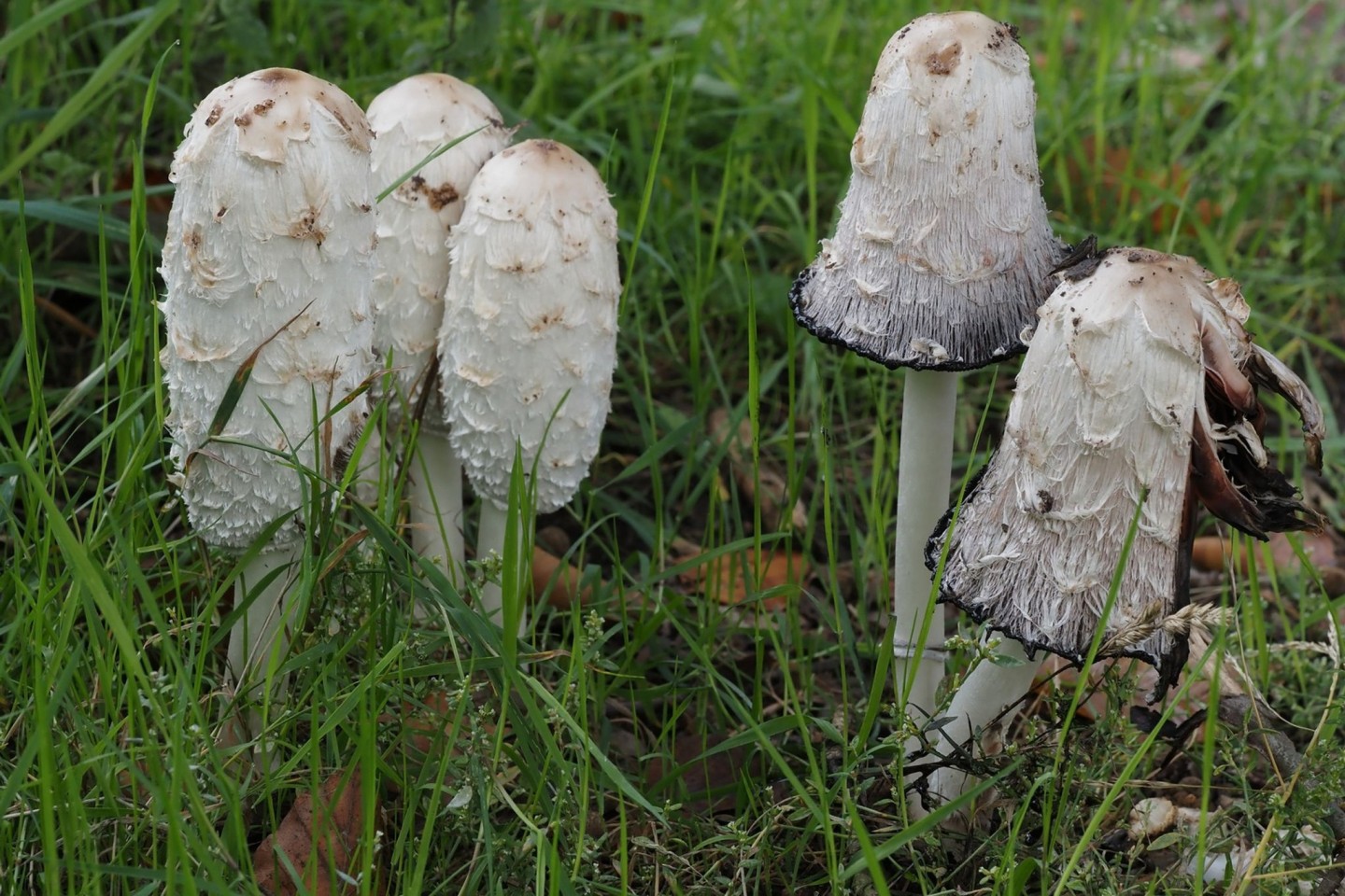 Der Schopf-Tintling ist der Pilz des Jahres.