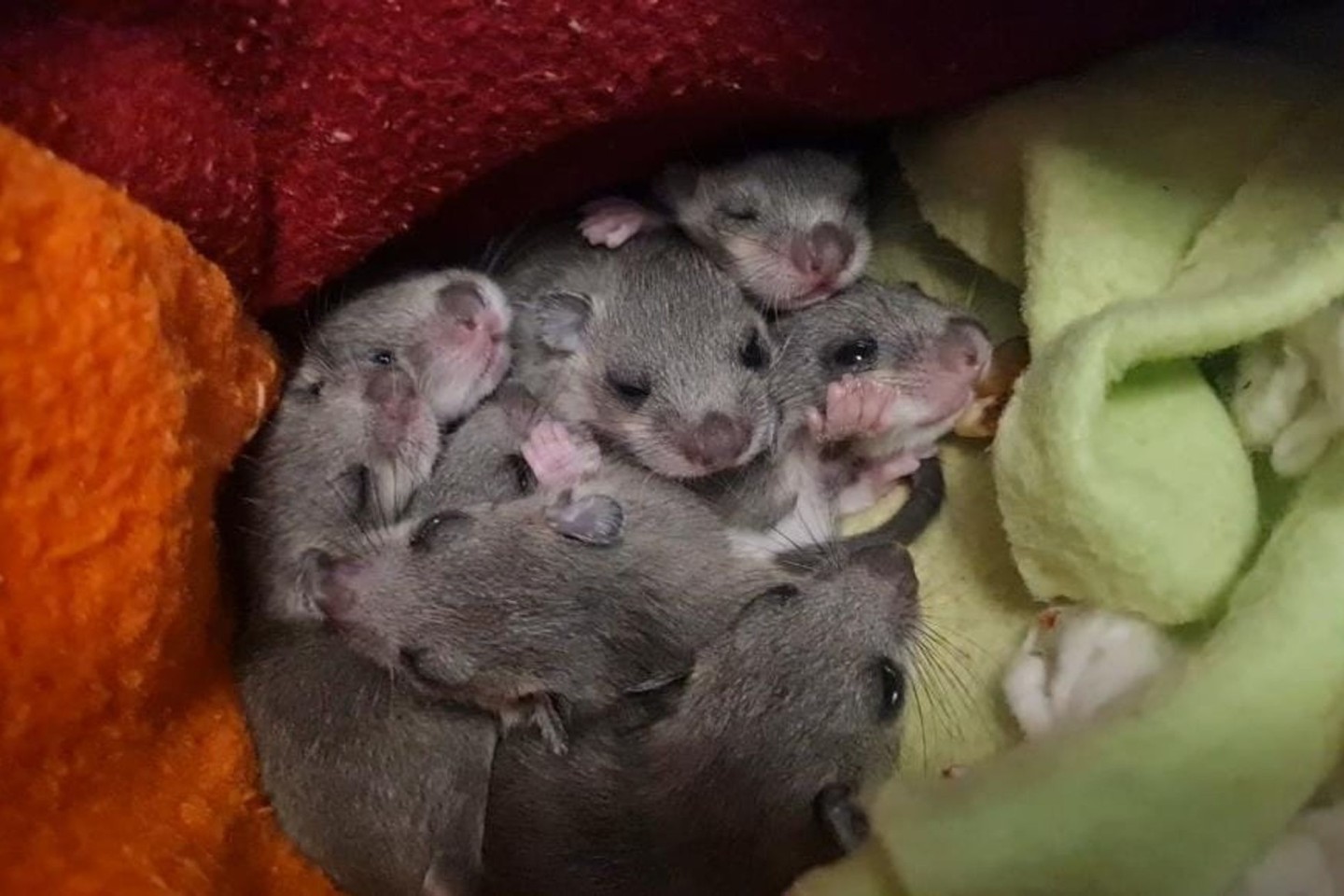 Eine Siebenschläfer-Familie. Das Muttertier hatte sich laut Wildtierwaisen-Schutzstation mit acht Jungen in einer Badezimmerschublade eingenistet.