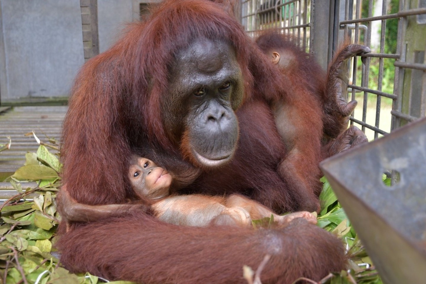 Supermama Du kümmert sich nun um zwei Kinder - und bekommt im Rettungszentrum Nyaru Menteng Unterstützung.