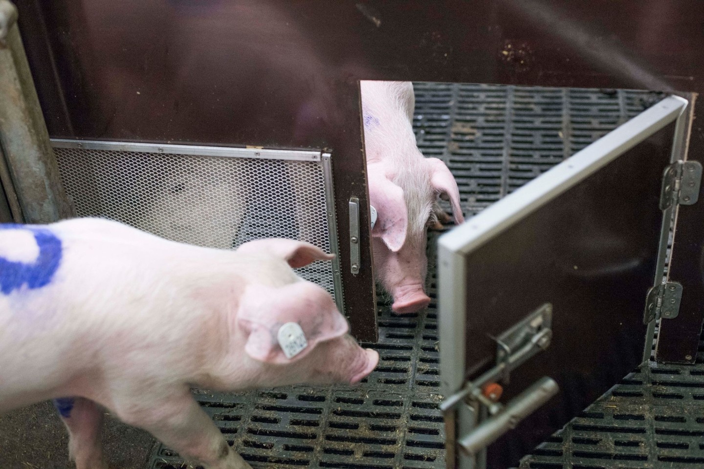 Bei einem Experiment des Forschungsinstituts für Nutztierbiologie (FBN) befreien Schweine ihre Artgenossen durch das Öffnen von Türen aus Boxen.