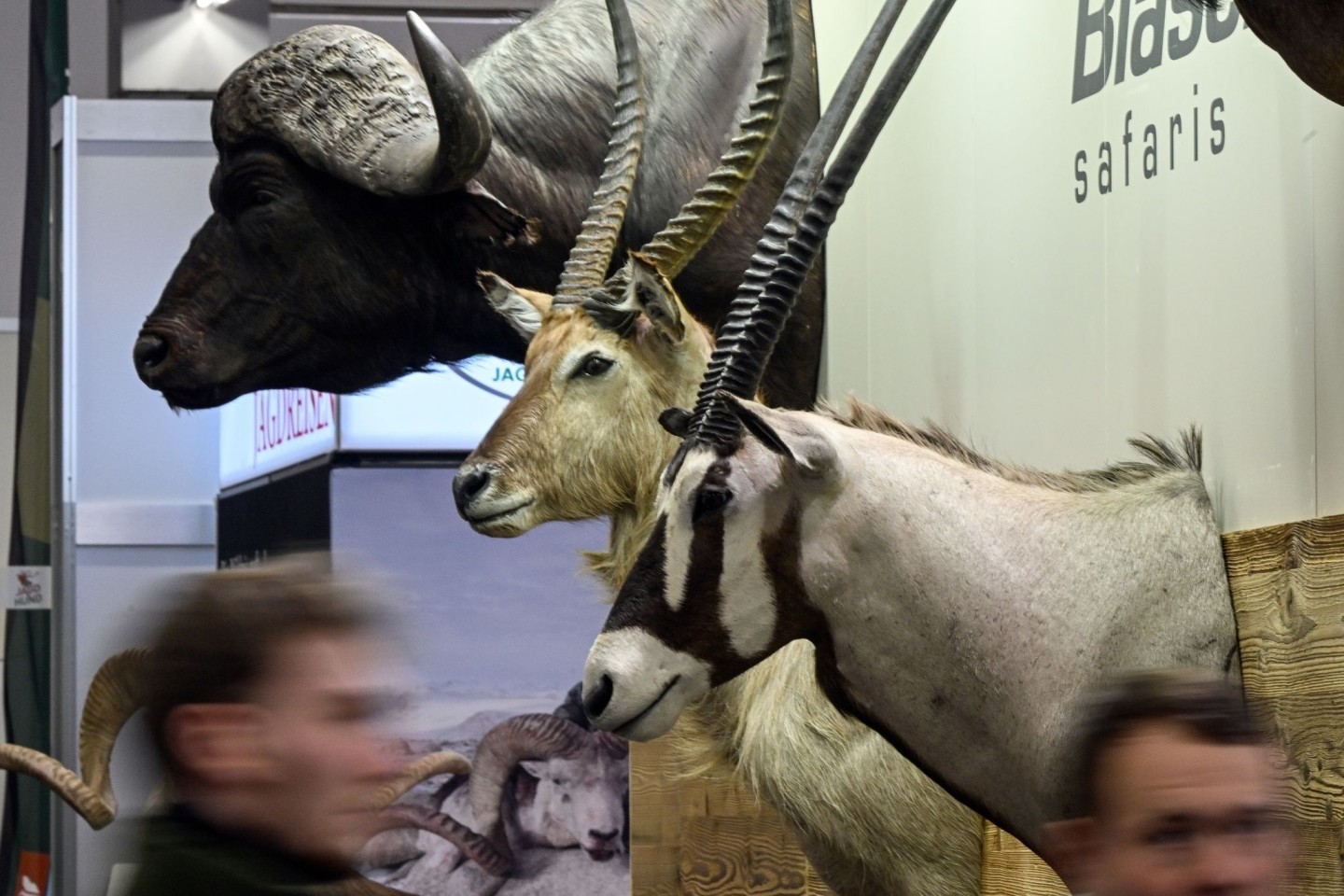 Trophäen von Wildtieren auf der Messe «Jagd und Hund» in Dortmund.