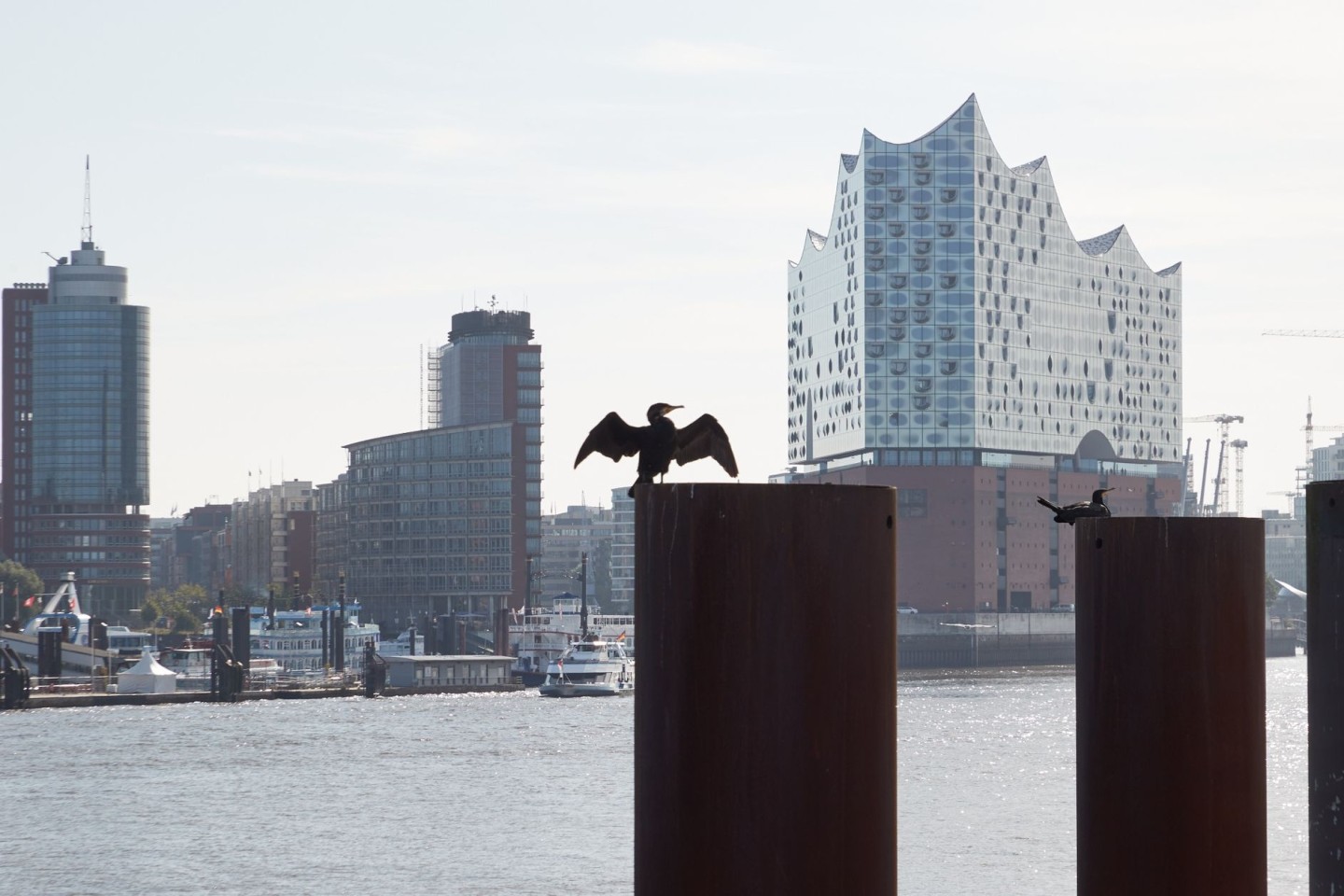 Ein Kormoran sitzt bei Sonnenschein auf einem Poller im Hamburger Hafen. Im Hintergrund ist die Elbphilharmonie zu sehen.