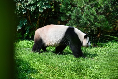 Ur-Panda in Tongrube im Allgäu entdeckt