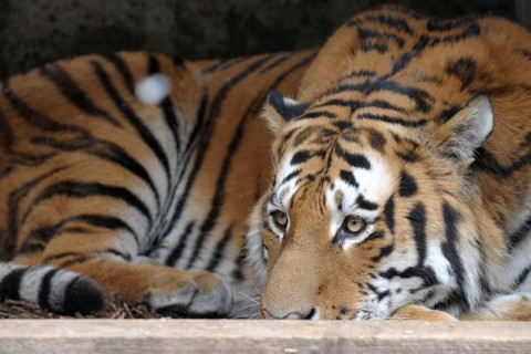 Vietnam: Dutzende Tiger und Löwen an Vogelgrippe verendet