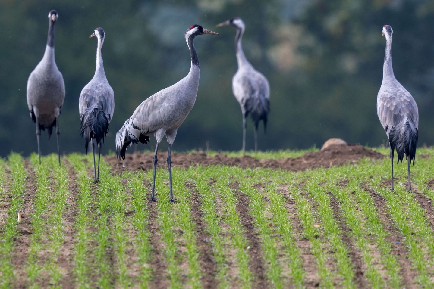 Der Naturschutzbund Deutschland (Nabu) beobachtet ein verändertes Zugverhalten bei Kranichen.