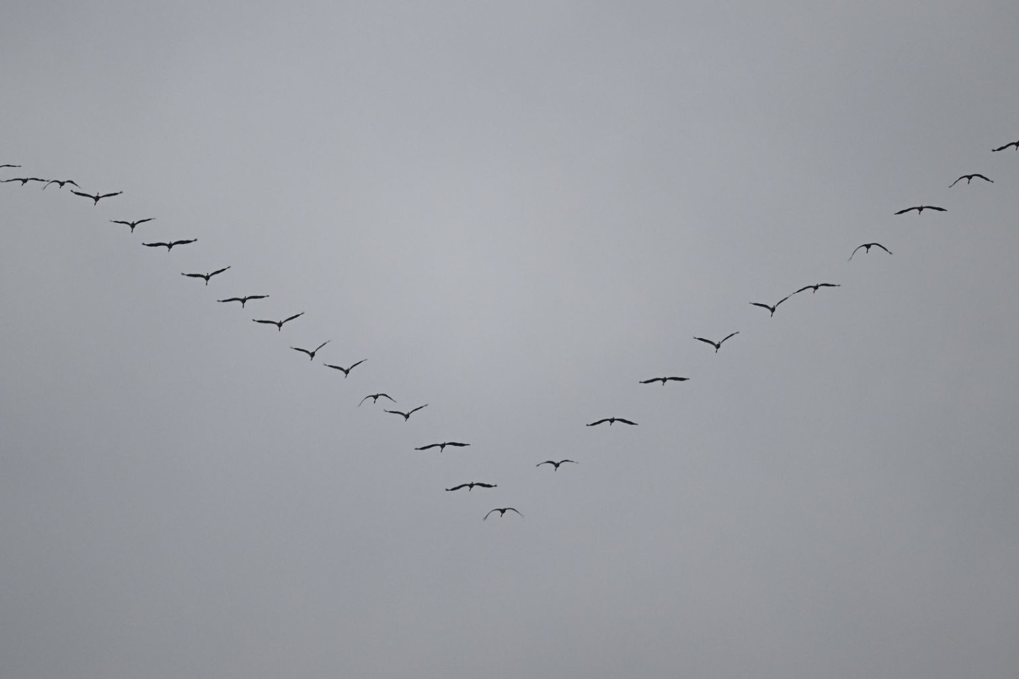 Kraniche sind auf ihrem Flug in den Süden am grauen Himmel über Frankfurt zu sehen.