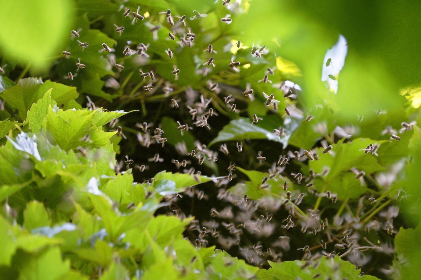 Bienen umschwirren den Giebel eines mit Zierwein bewachsenen Wohnhauses.