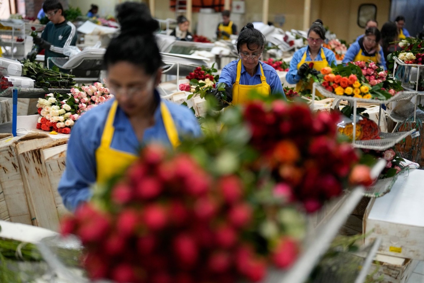 Arbeiterinnen verpacken in Kolumbiens Hauptstadt Bogotá Rosen für den Versand.