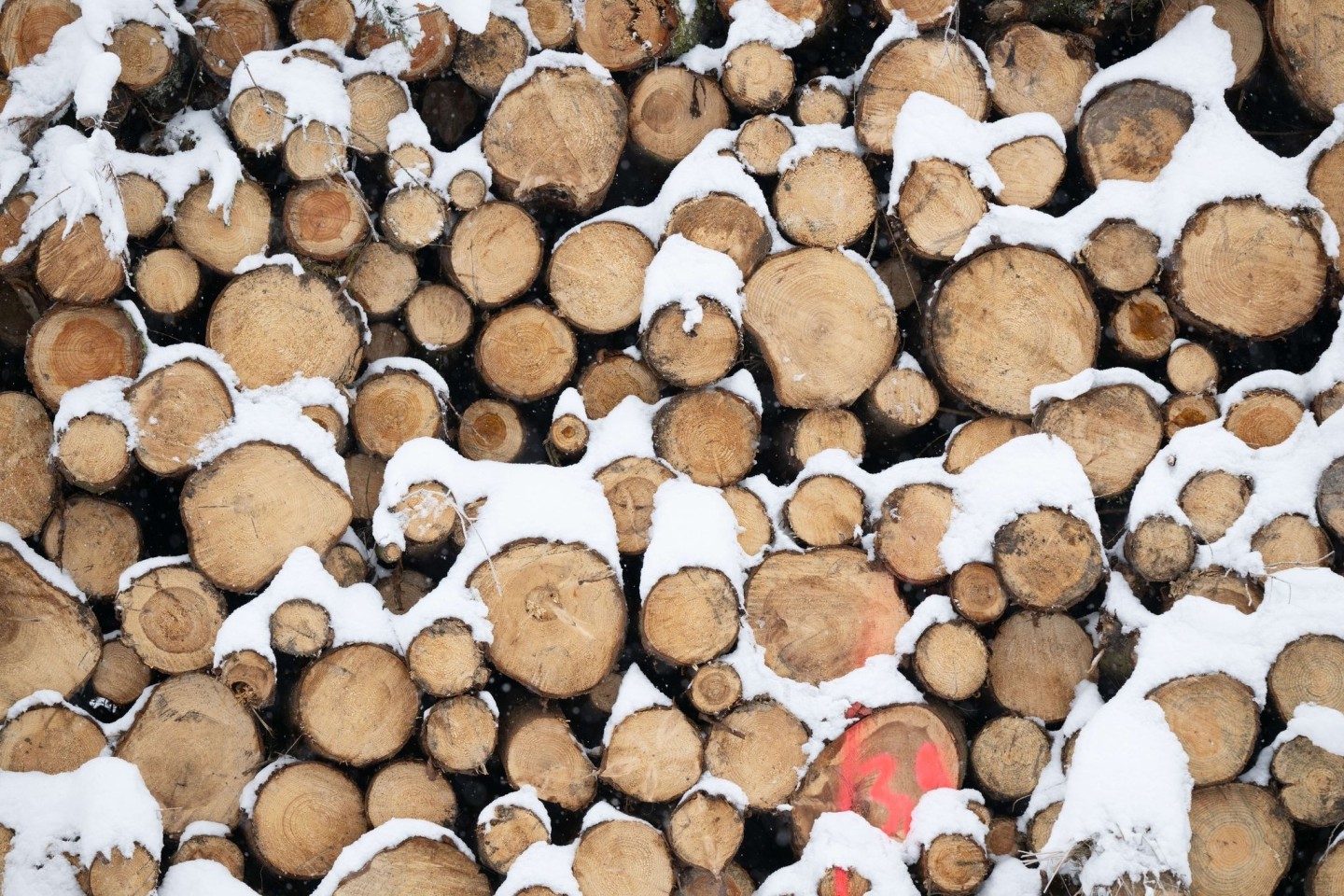 Baumaterial, Ersatz für fossile Produkte und erneuerbare Energiequelle: Holz gewinnt als nachwachsender Rohstoff immer mehr an Bedeutung.